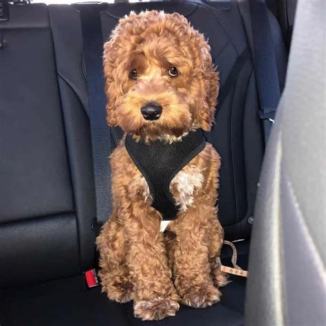 Image result for Cockapoo Haircuts