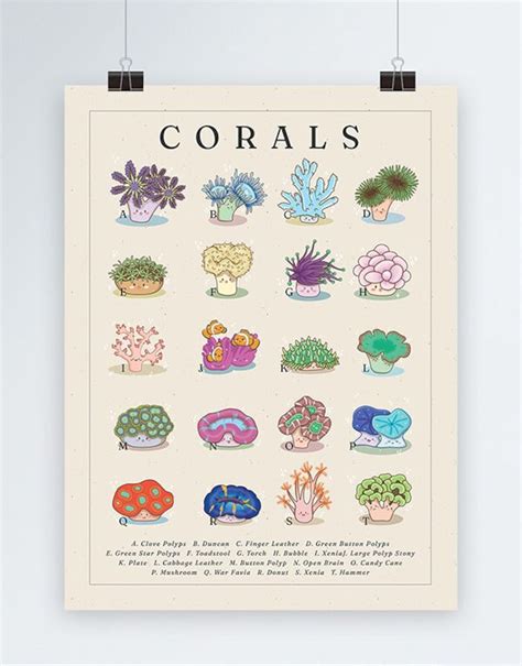 Types Of Coral