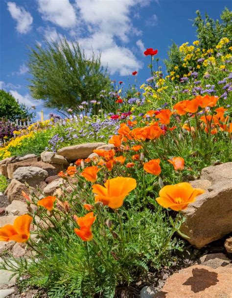 A Complete Guide to 11 High Potassium Fertilizers To Use