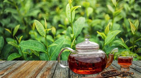 The Origins of Assam Tea: A Journey to India’s Tea Heartland