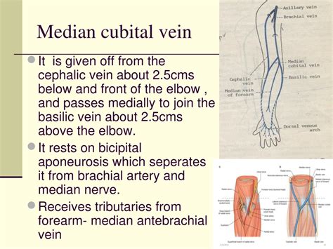PPT - Venous drainage and Lymphatics of the upper limb PowerPoint ...