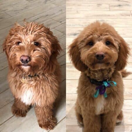 Image result for Cockapoo Dog Cuts