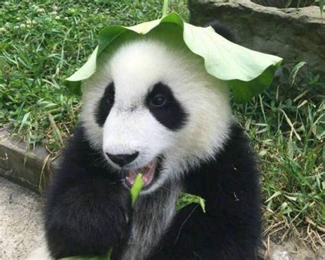 我一直怀疑大熊猫根本就知道自己是国宝！这也太嚣张了_腾讯新闻