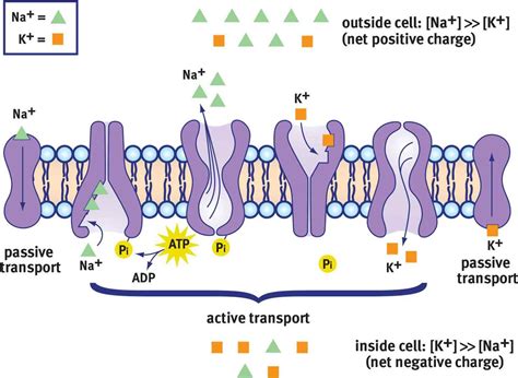 Image result for Muscle Resting Membrane Potential