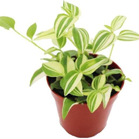 Buy Wandering Jew White + Green A New Verity Hanging Plant. online at ...
