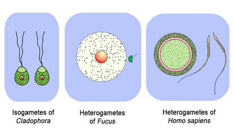 Important Diagrams: Reproduction In Organisms (Old NCERT) - Crash ...