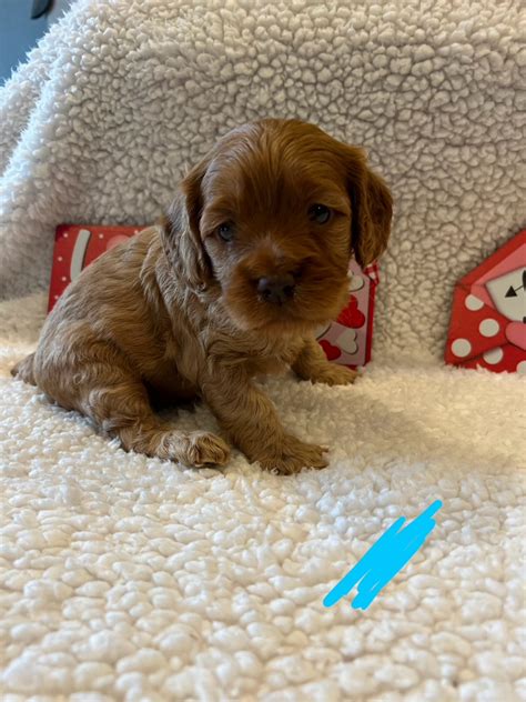 Image result for Red Cockapoo