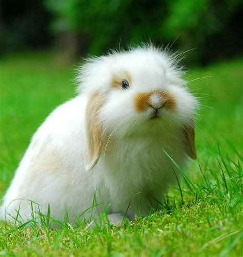Rabbits with Long Hair: A Beginner’s Guide - The Rabbit Hop