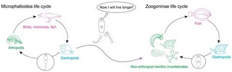 No Tail No Fail: Life Cycles of the Zoogonidae (Digenea)