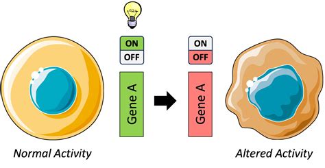 Image result for Genome Expression
