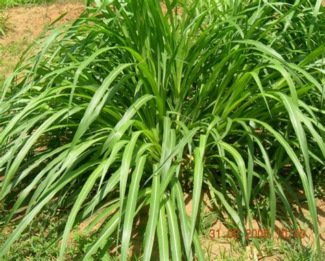 Bajra Napier | Kerala Agricultural University