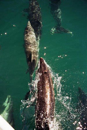 Shuttle Service to Duncan Bay - Reviews, Photos - Pelorus Sound Water ...