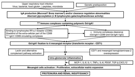 IgA Vasculitis and IgA Nephropathy: Same Disease?