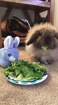 Image result for Stuff to Take Care Dwarf Bunnies