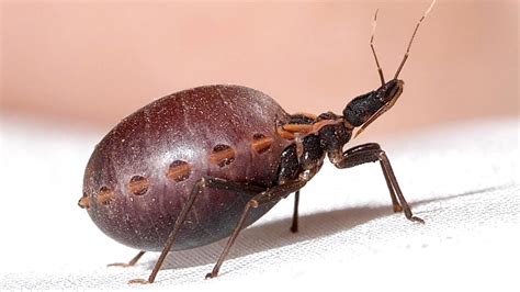Are Kissing Bugs In Montana at Toni Esser blog