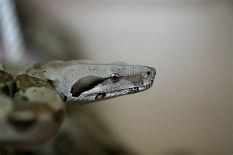 Image result for Hand Strangle Website