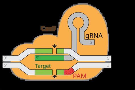 Rezultat imagine pentru CRISPR Explained