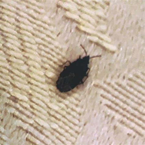 PARK PLACE INN (Jasper) - Inn Reviews & Photos - Tripadvisor