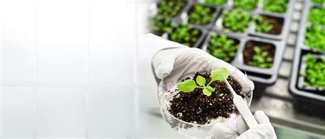BIOTECHNOLOGY RESEARCH | CRMAS | CENTER FOR RESEARCH ON MOLECULAR AND ...