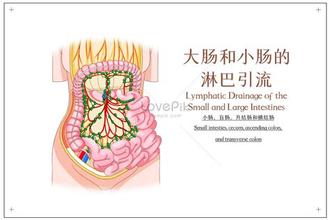 Image result for Small Intestine Lymph Nodes