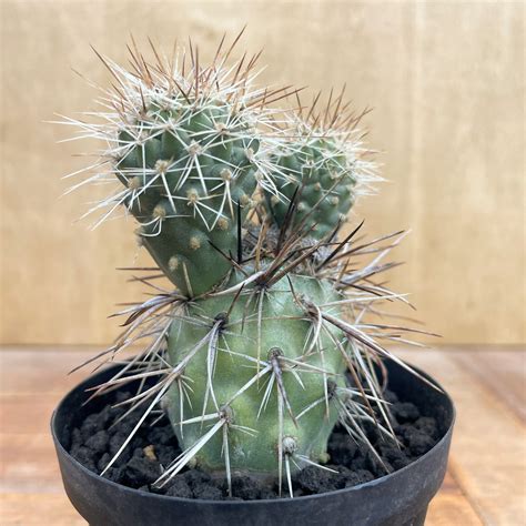 Tephrocactus alexanderi【テフロカクタス・アレキサンデリ】 | RIMO'S GREEN 【Saboten ...