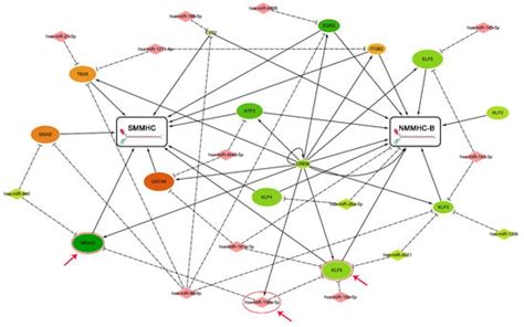 Alteration of the Expression and Functional Activities of Myosin II ...