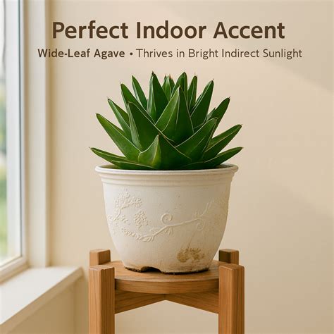 Agave Victoria Reginae Super Wide Rare Succulent Plant Queen Agave ...