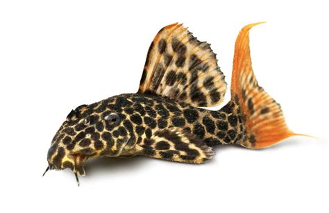Gold Nugget Pleco (Baryancistrus xanthellus): Care Guide - Fish Laboratory