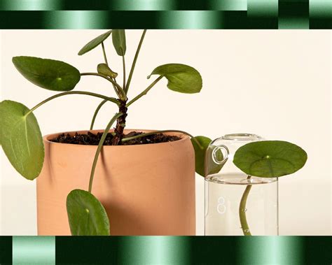 Image result for Toronto Transit Johnny Strides