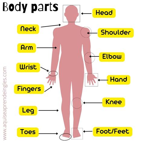 Aprende inglés: Parts of the body