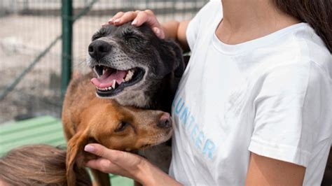 Woman playing with cure rescue dogs at shelter | Free Photo