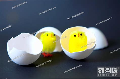 Amazing Modern Chick Hatching 的图像结果