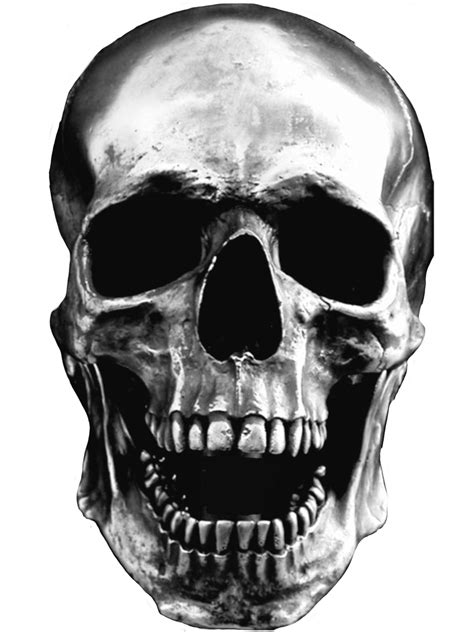 Skull Drawing Reference
