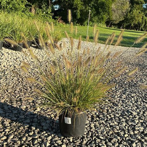 Dwarf Fountain Grass | Buy at NatureHills.com