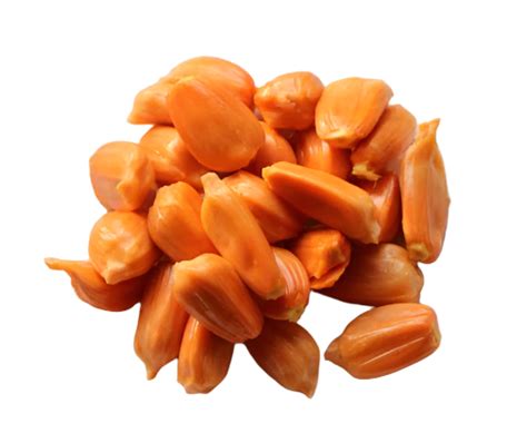 Jack Daeng Suriya Plant – Gardenshoppy