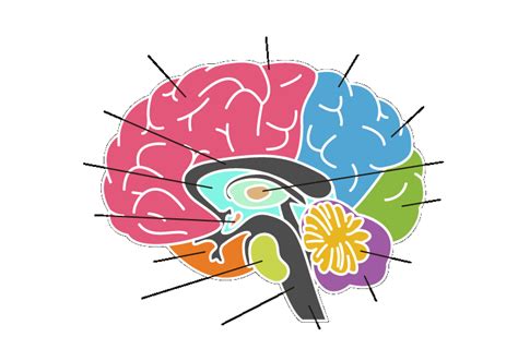 CBSE Class 4 Science - Human body, food and digestion - Worksheet #1 ...