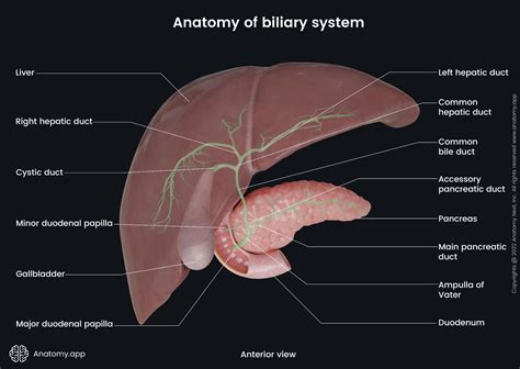 Gallbladder and biliary tree | Anatomy.app