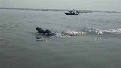 Dolphin census begins in Chilika, 18 teams engaged in annual headcount