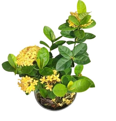 TENDER LEAVES Rare Singapore Ixora Flower Plant, Flame of the Woods ...