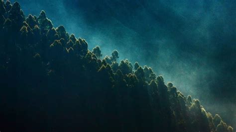 Best way to stop climate change is to plant 1 trillion trees, says new ...