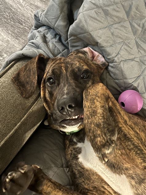 Olive The Plott Hound Mix Allmuttcom Petgamma BV (nl_NL) Kopen? Alle