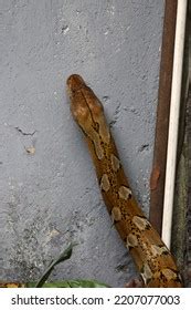 Image result for Platinum Reticulated Python