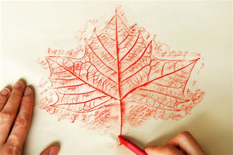 Image result for leaf rubbing