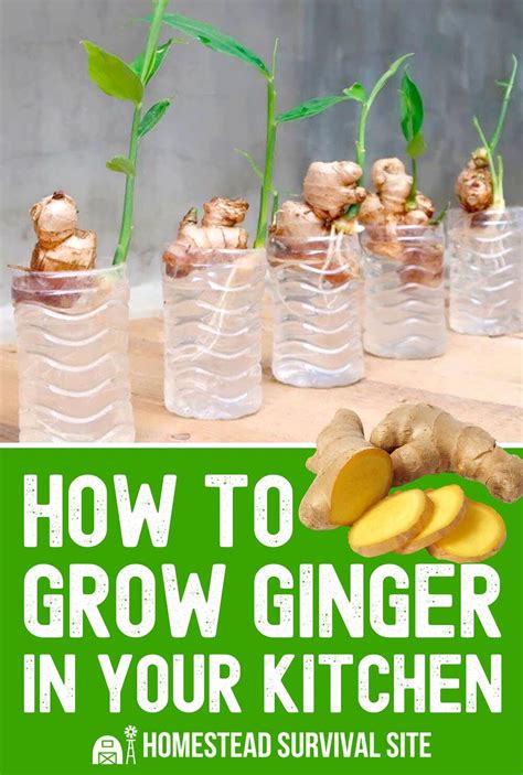 Best 12 How To Grow Grocery Store Ginger Roots – Artofit