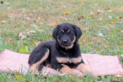 Doberman Black Lab Mix The Doberman Lab Mix (Doberdor): A