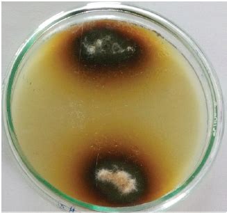 Isolation, identification, and optimization of laccase from Alternaria ...