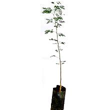 New Wells Ebony Tree (Diospyros Ebenum) Live Plant