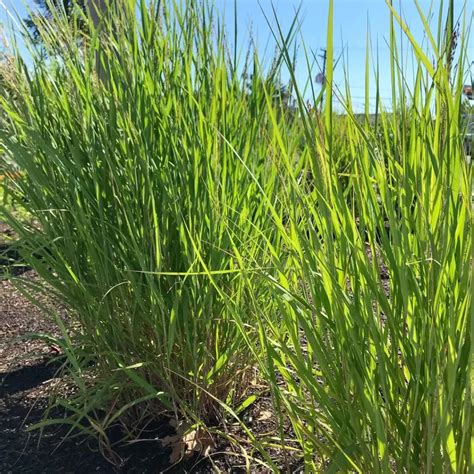 15 Fast Growing Tall Ornamental Grasses for Privacy