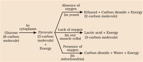 Class 10 Science Chapter 6 All Processes 的图像结果