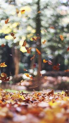 Gold Fall Wallpaper Iphone 8 Plus by 8 Free Autumn Inspired Iphone 7 Plus Wallpapers Iphone Gold Fall Wallpaper Iphone 8 Plus